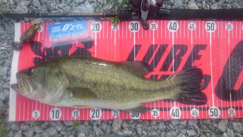 20190728八郎潟48ｃｍＮＯ5ＥＮ8