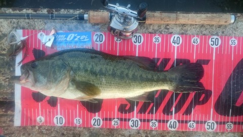 20190720八郎潟48ｃｍＮＯ2ＥＮ8