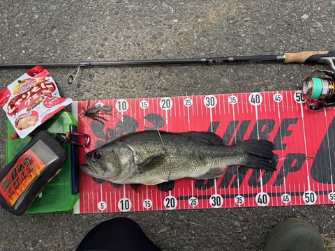 20250623  43cmNO3EN5