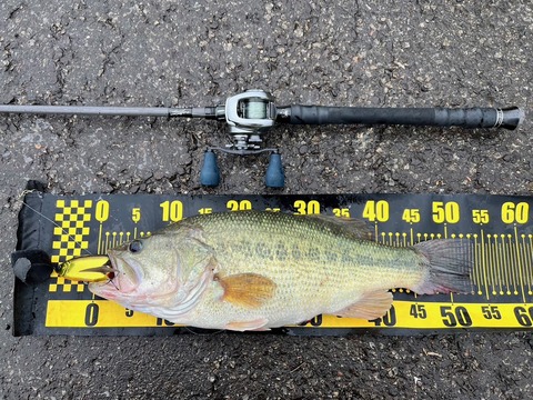 送料無料！お得！早い者勝ち！バス釣り有名メーカービッグベイト等 まとめ売りセット ビックベイトセット バス釣り引退セット - メルカリ