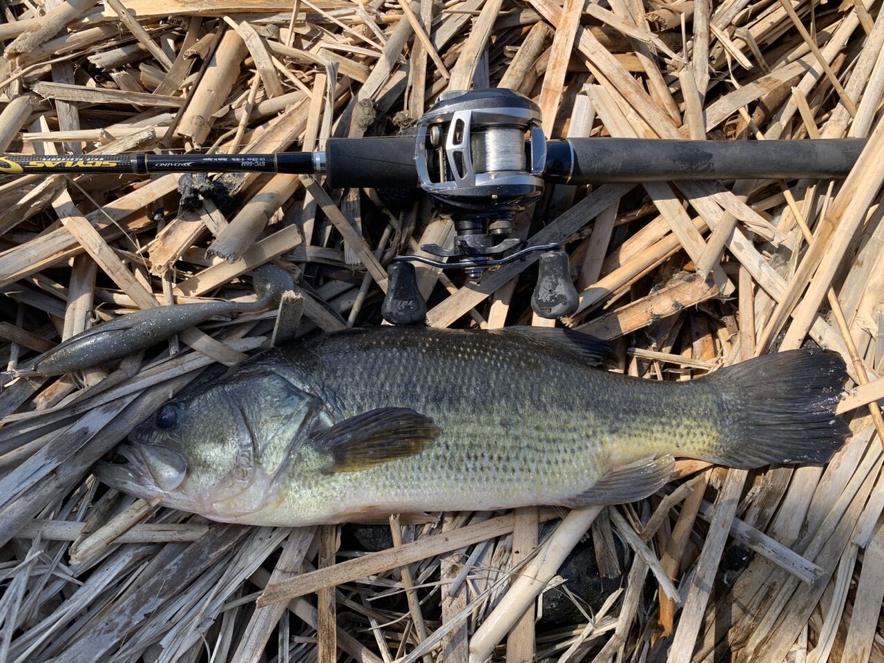 少し季節が進んだ八郎潟 八郎潟ブラックバス釣果情報 Lure Shop O Z Blog 少し季節が進んだ八郎潟 八郎潟ブラックバス釣果情報 Lure Shop O Z Blog