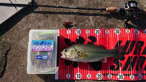 20191123八郎潟32ｃｍＮＯ2ＥＮ10