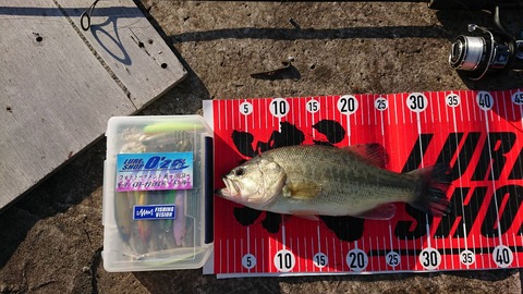 20191123八郎潟34ｃｍＮＯ3ＥＮ10