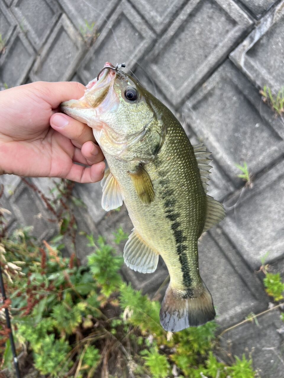 7月も好調傾向！八郎潟ブラックバス釣果情報！！ : Lure Shop O'z Blog
