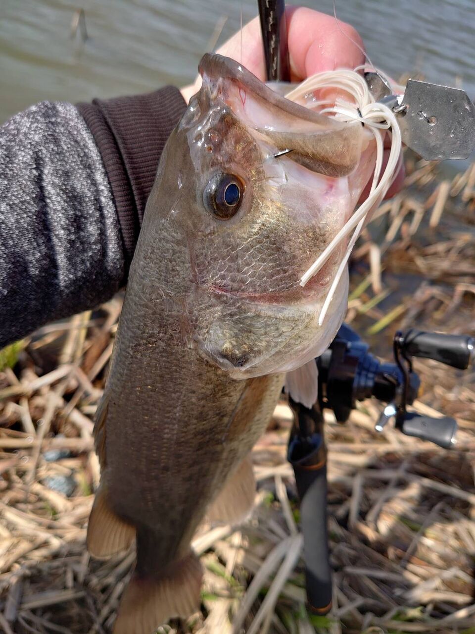 ビッグバス連発の八郎潟 八郎潟ブラックバス釣果情報 Lure Shop O Z Blog