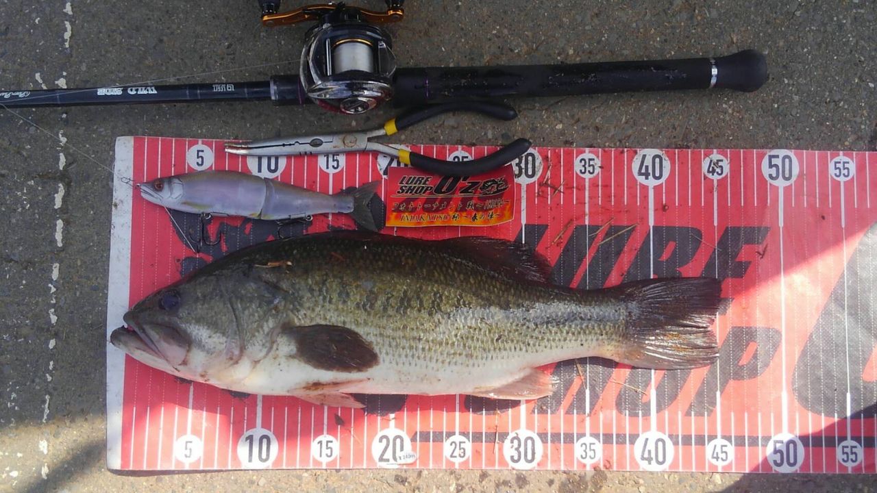 ビッグベイトでズドン 八郎潟ブラックバス釣果情報 Lure Shop O Z Blog ビッグベイトでズドン 八郎潟ブラックバス釣果情報 Lure Shop O Z Blog