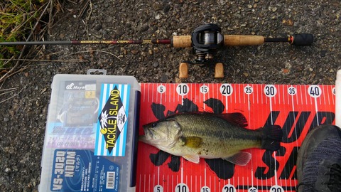 20191124八郎潟32ｃｍＮＯ3ＥＮ17