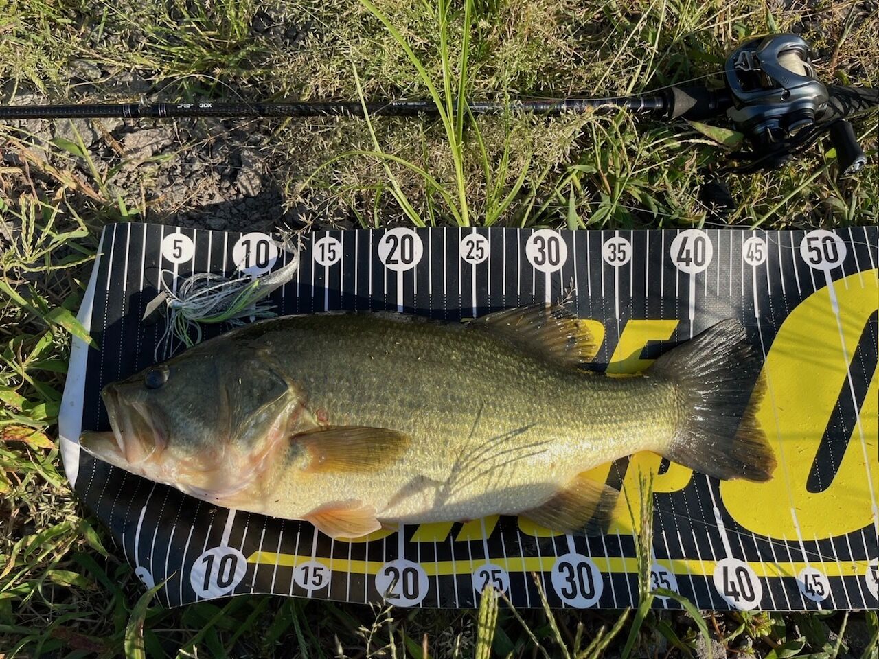 一気に秋めいた季節感と魚たち！八郎潟ブラックバス釣果情報