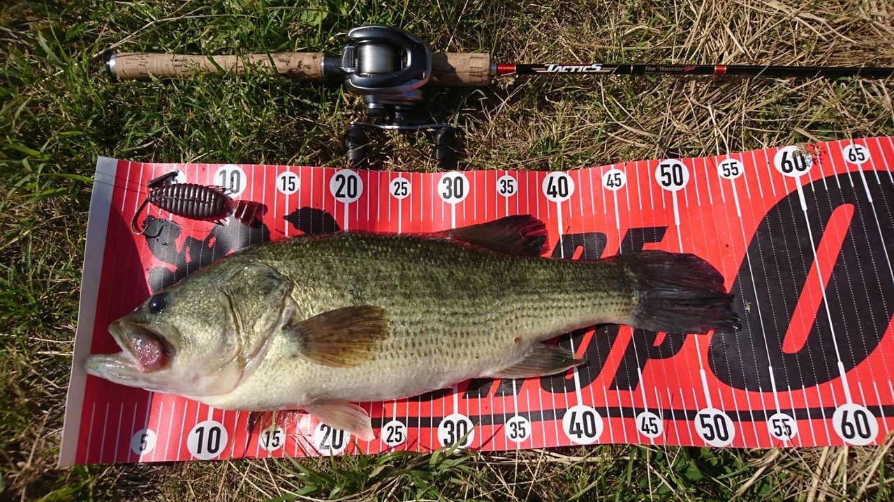 タフった時はゆっくりふわっと 八郎潟ブラックバス釣果情報 Lure Shop O Z Blog