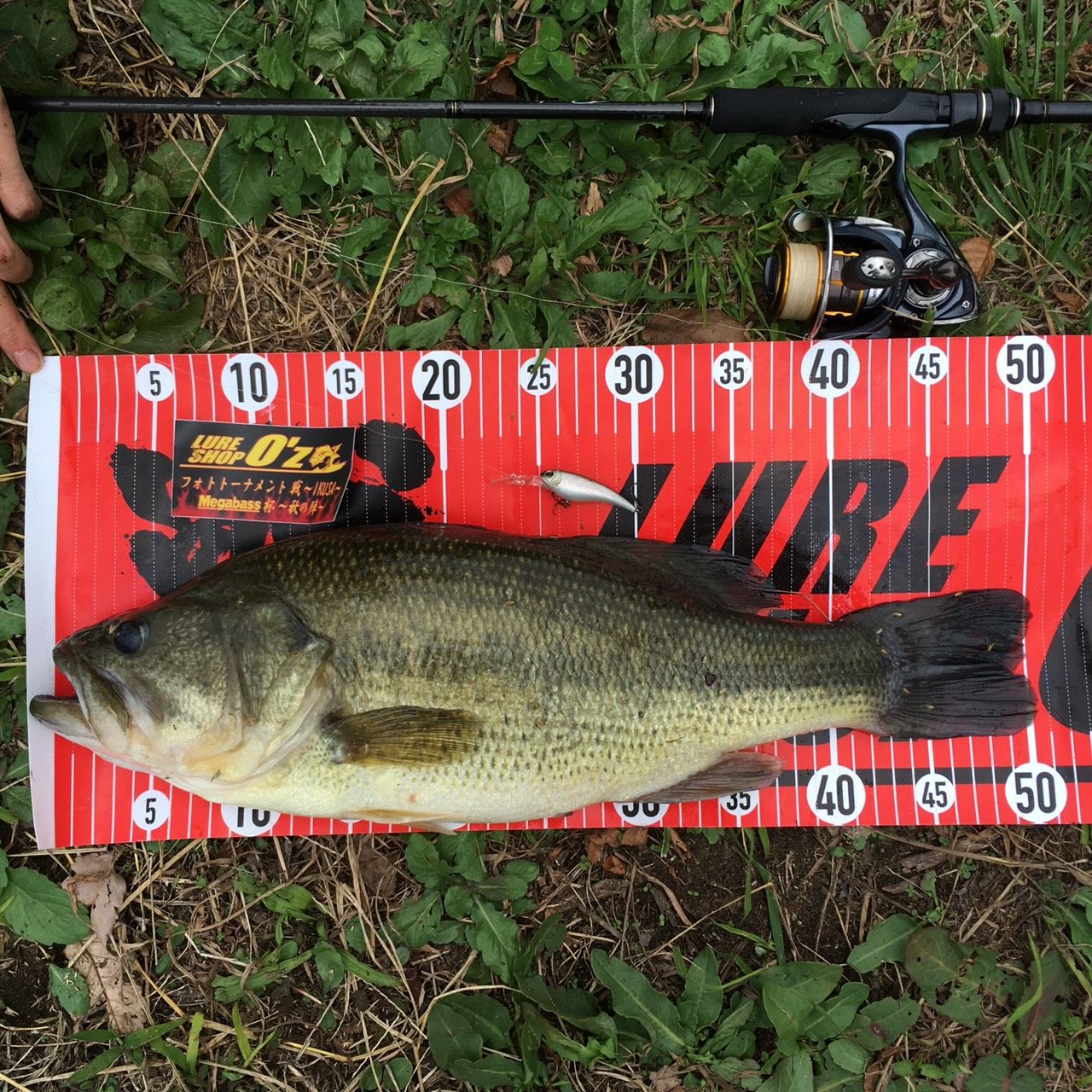 気まぐれで侮れない秋 八郎潟ブラックバス釣果情報 Lure Shop O Z Blog 気まぐれで侮れない秋 八郎潟ブラックバス釣果情報 Lure Shop O Z Blog