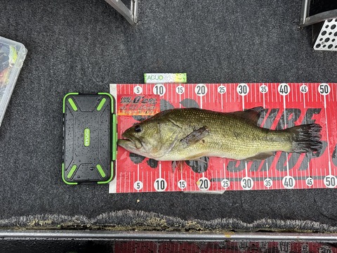 20250706  48cm NO1EN19