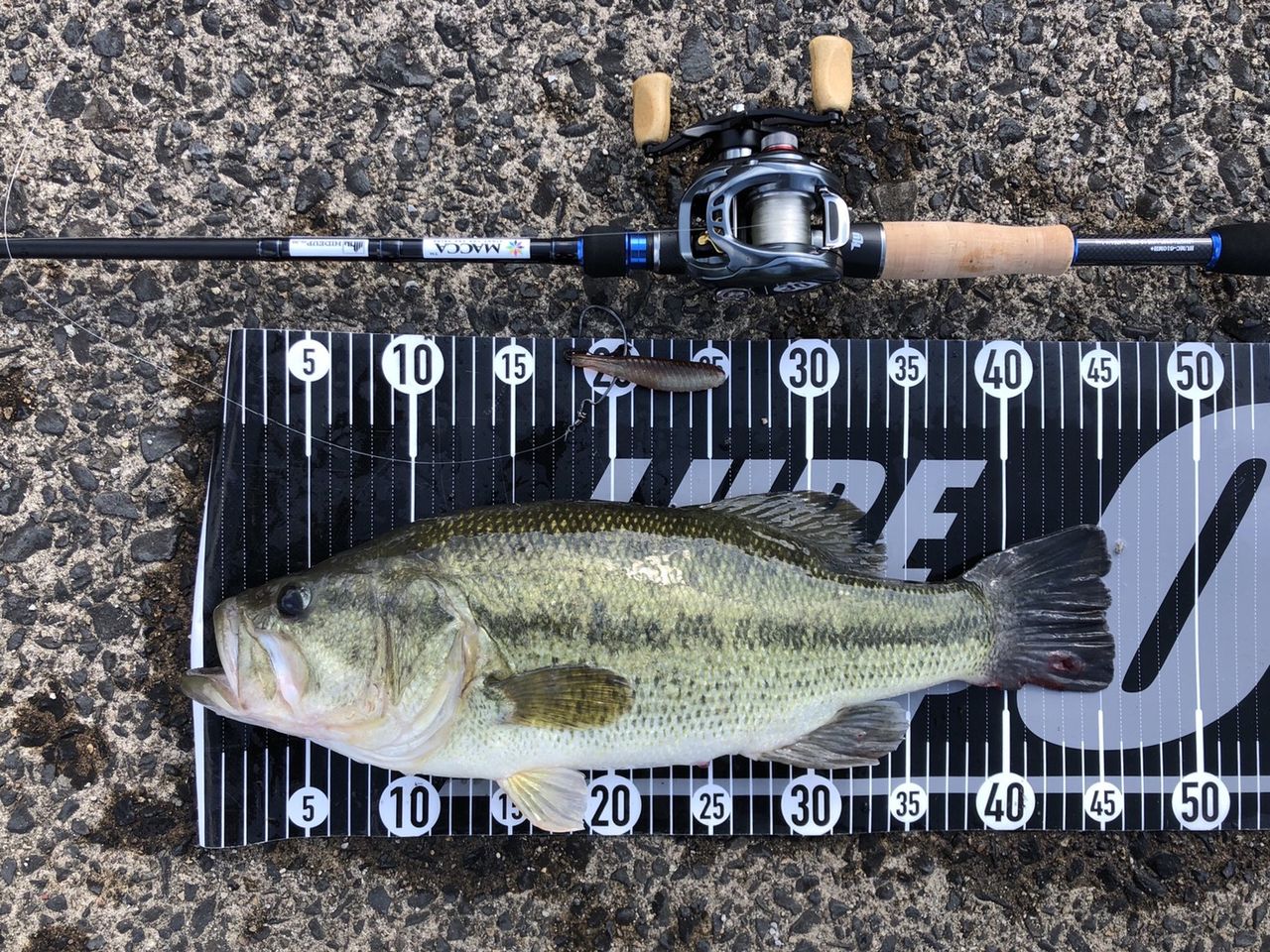ゆっくりふわっと強し 八郎潟ブラックバス釣果情報 Lure Shop O Z Blog