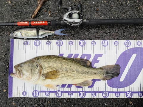 やっと本日から気温が安定し始めてくれそうです！八郎潟野池ブラック