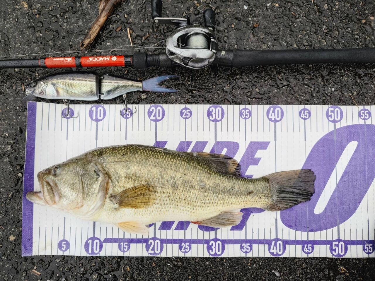 やっと本日から気温が安定し始めてくれそうです！八郎潟野池ブラック