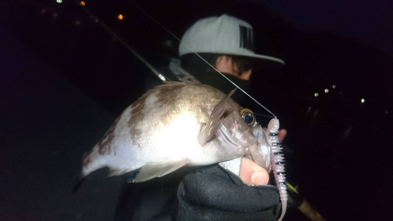 ロックフィッシュもベストシーズン 三陸ロックフィッシュ釣果情報 Lure Shop O Z Blog ロックフィッシュもベストシーズン 三陸ロックフィッシュ釣果情報 Lure Shop O Z Blog