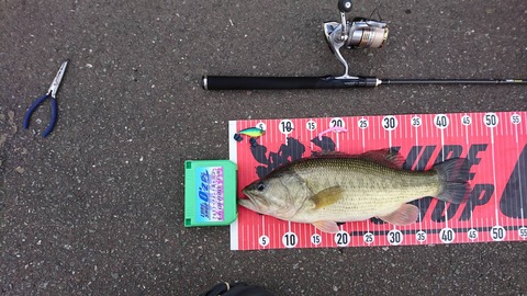 20191117八郎潟45ｃｍＮＯ1ＥＮ3