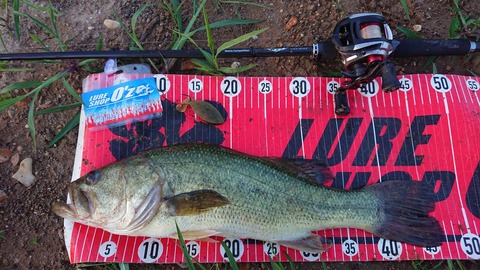 20190721八郎潟46ｃｍＮＯ1ＥＮ57