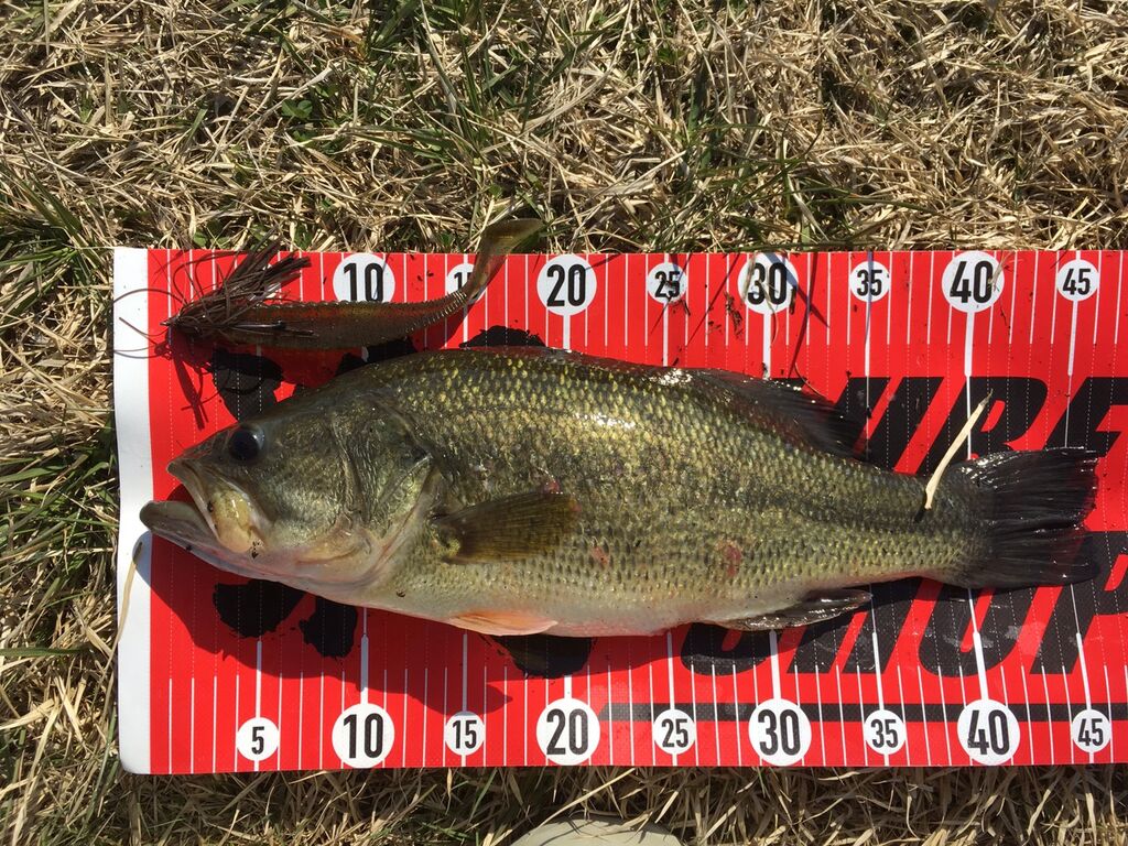 春本番な釣れ方 八郎潟野池ブラックバス釣果情報 Lure Shop O Z Blog