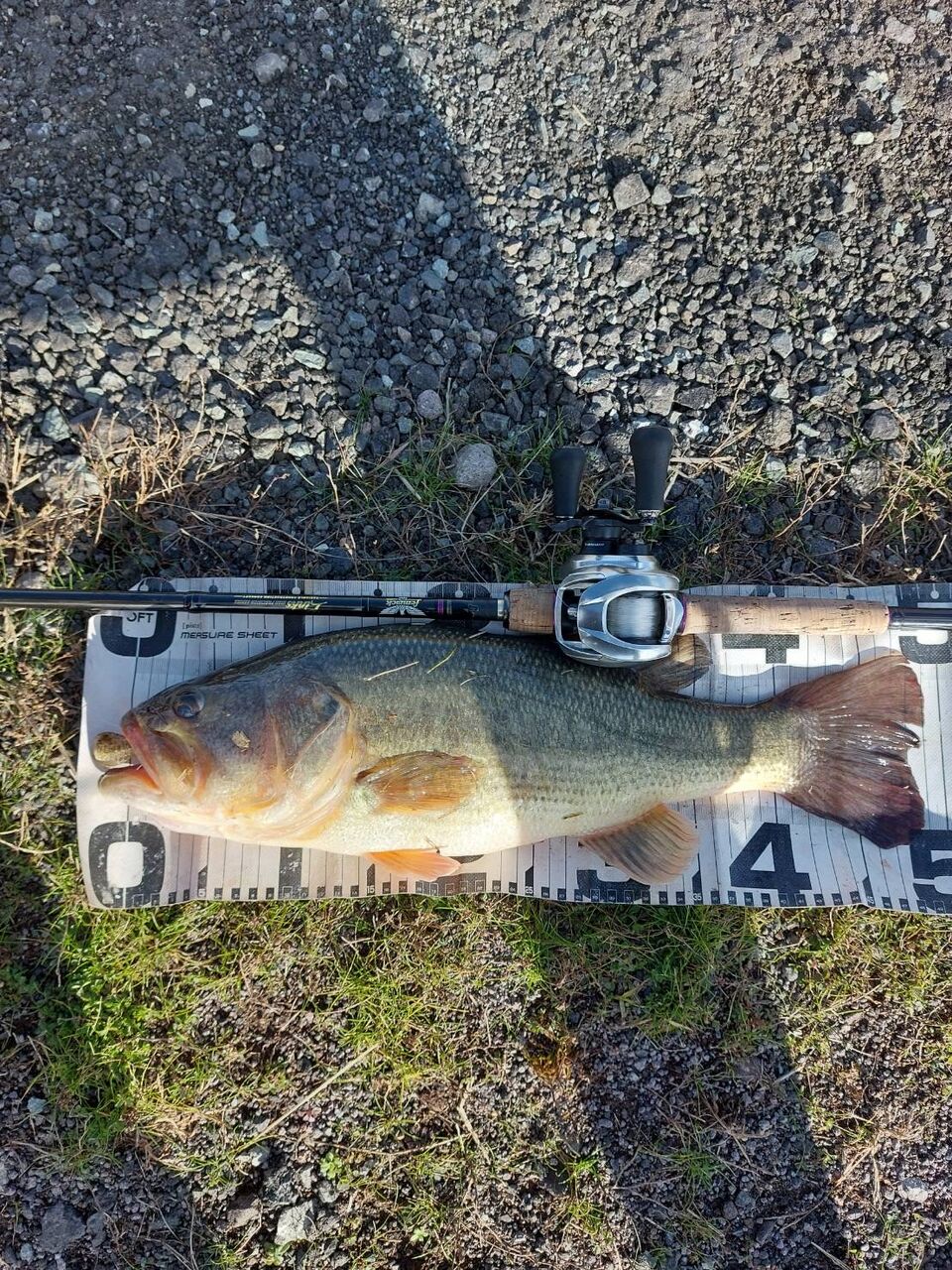 12月に入りましたが！八郎潟ブラックバス釣果情報！！ : Lure Shop O'z