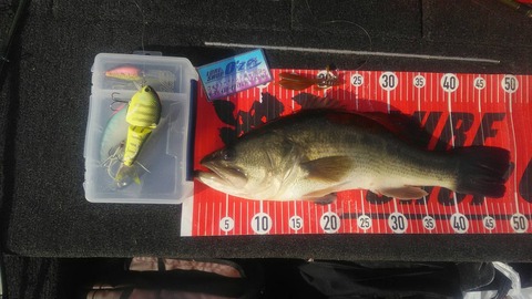 20191122八郎潟49ｃｍＮＯ2ＥＮ5