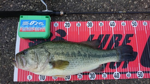 20190725八郎潟48ｃｍＮＯ1ＥＮ18