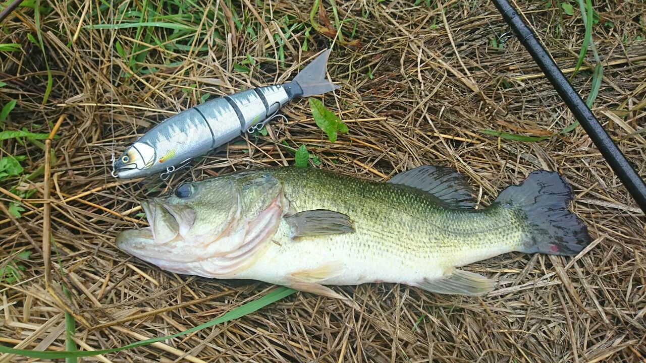 ビッグベイトにゆっくりふわっと 八郎潟ブラックバス釣果情報 Lure Shop O Z Blog ビッグベイトにゆっくりふわっと 八郎潟ブラックバス釣果情報 Lure Shop O Z Blog