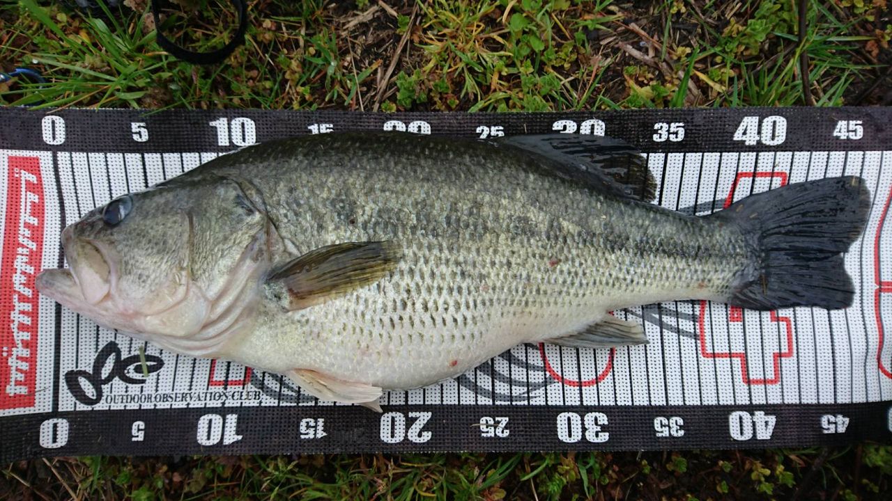 東部本湖エリアもスポーニングモード 八郎潟ブラックバス釣果情報 Lure Shop O Z Blog