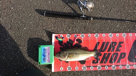 20191117八郎潟32ｃｍＮＯ2ＥＮ3