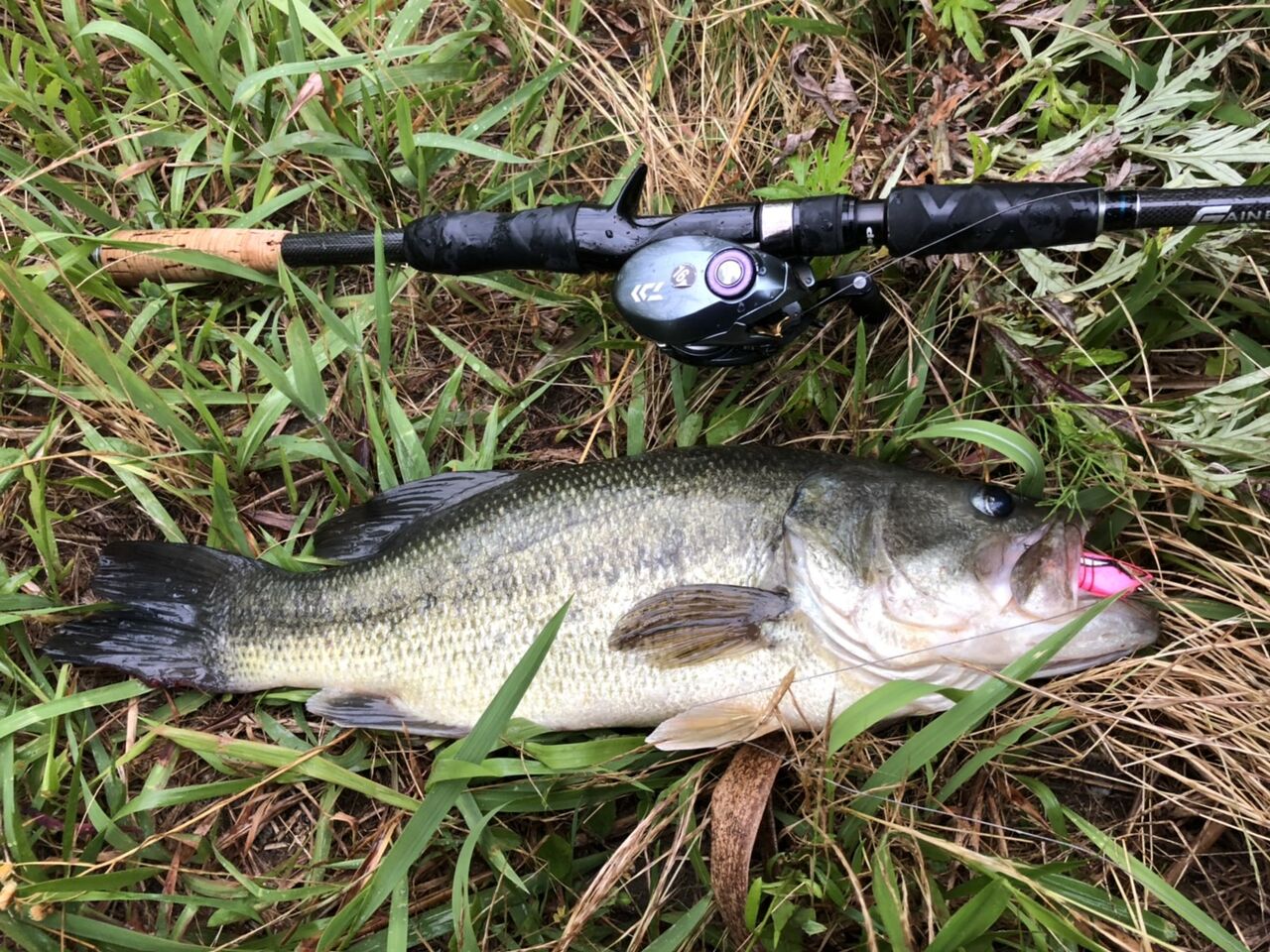 梅雨シーズンらしい釣れっぷり 八郎潟野池ブラックバス釣果情報 Lure Shop O Z Blog 梅雨シーズンらしい釣れっぷり 八郎潟野池ブラックバス釣果情報 Lure Shop O Z Blog