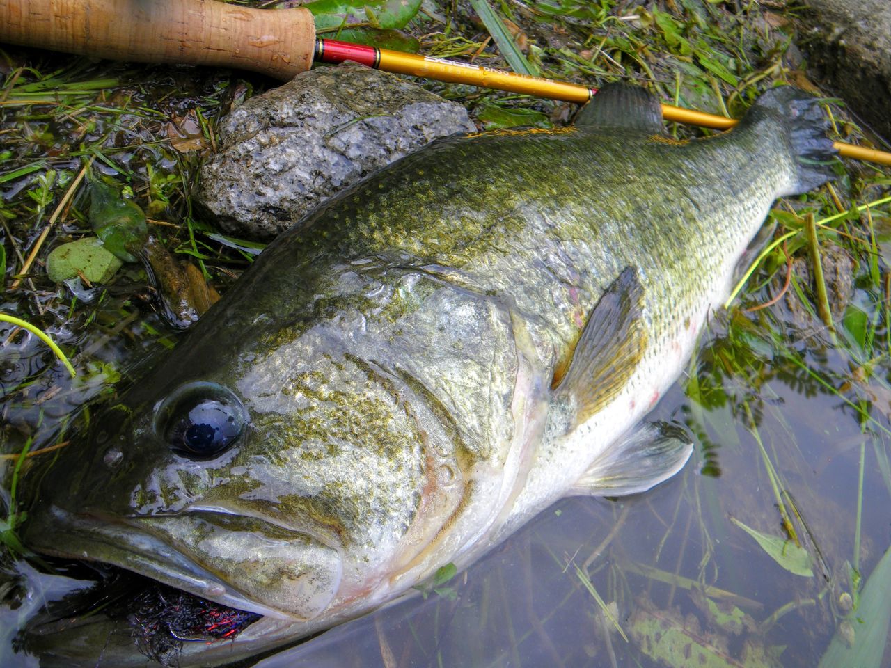 ハチローでビッグバス出現 八郎潟ブラックバス釣果情報 Lure Shop O Z Blog ハチローでビッグバス出現 八郎潟ブラックバス釣果情報 Lure Shop O Z Blog