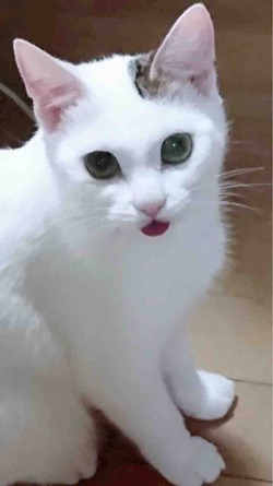 メイ
