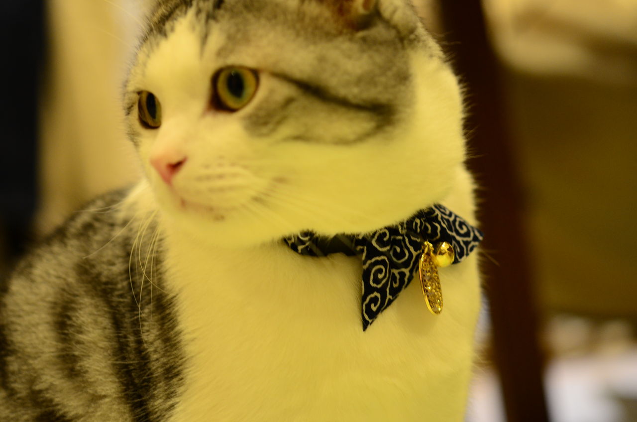 デブ猫だから首輪が見えない ツンギレ猫の日常 Number40 旧 デブ猫だから首輪が見えない ツンギレ猫の日常 Number40 旧