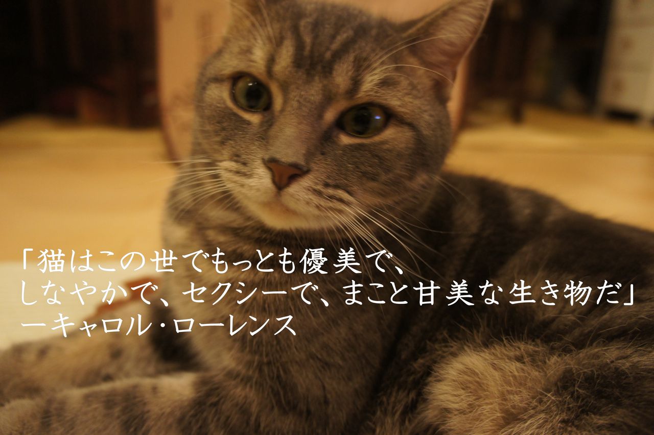 世界の猫の格言ーその2 ツンギレ猫の日常 Number40 旧 世界の猫の格言ーその2 ツンギレ猫の日常 Number40 旧