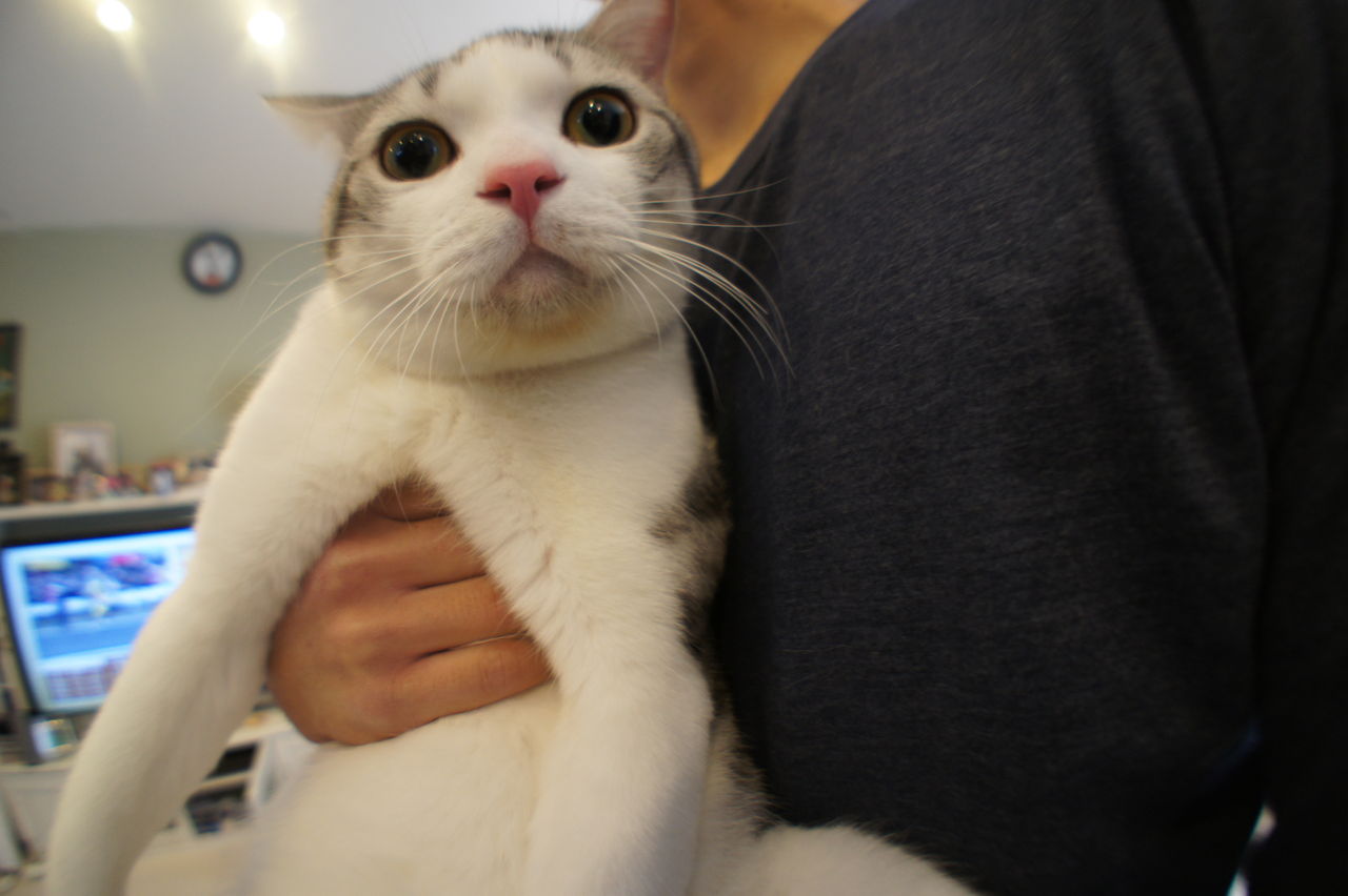 弟に抱っこされたときの猫のキョトン顔がすさまじい ツンギレ猫の日常 Number40 旧 弟に抱っこされたときの猫のキョトン顔がすさまじい ツンギレ猫の日常 Number40 旧