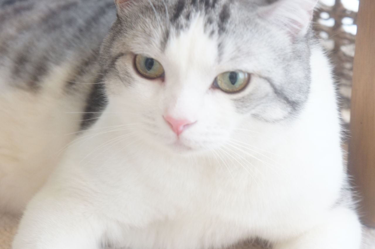 お鼻がピンクの猫が好きです ツンギレ猫の日常 Number40 旧