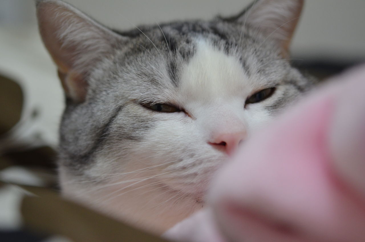 寝起きの猫のぶちゃ顔の破壊力 ツンギレ猫の日常 Number40 旧