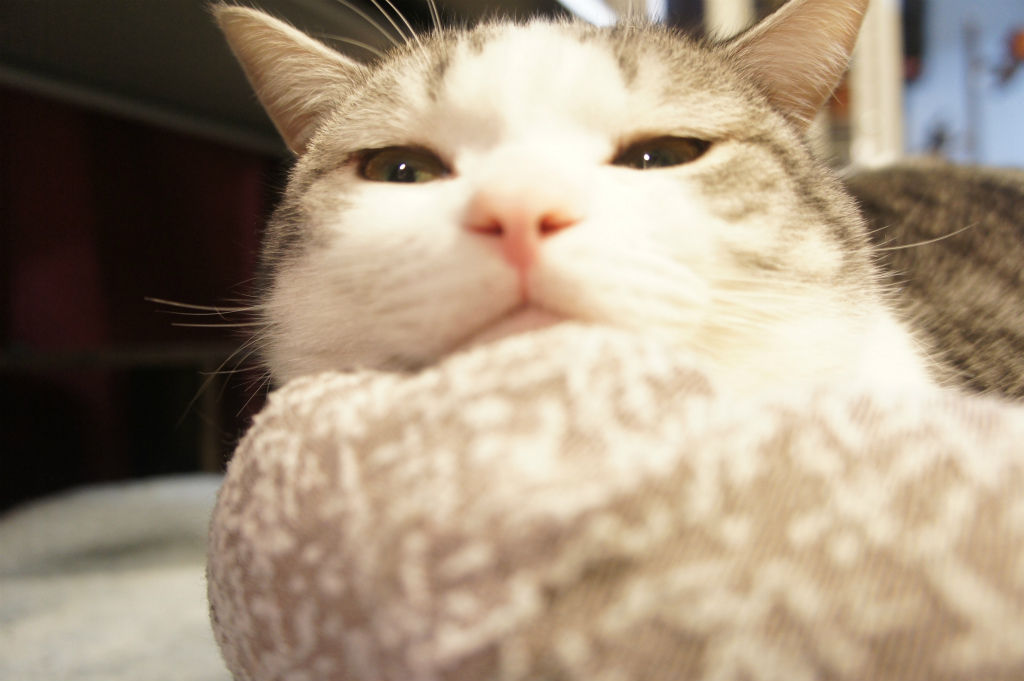 眠い時のうちの猫の顔が面白すぎる ツンギレ猫の日常 Number40 旧 眠い時のうちの猫の顔が面白すぎる ツンギレ猫の日常 Number40 旧
