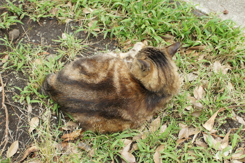 DSC00654