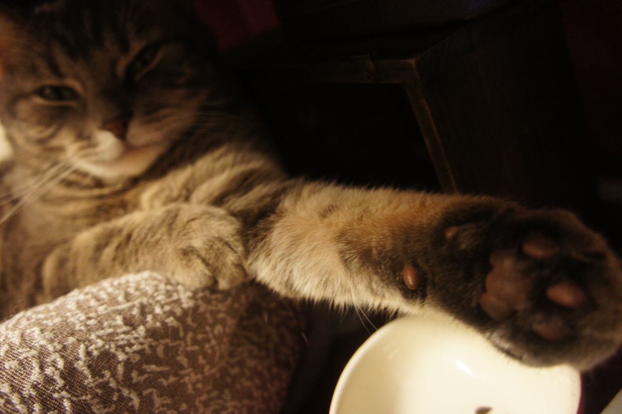 猫の握手会。フワフワ、モフモフな手が可愛すぎる | Festaオフィシャルブログ「猫のいる生活」Powered by Ameba