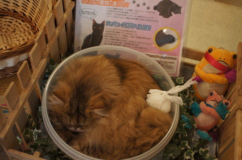DSC02552