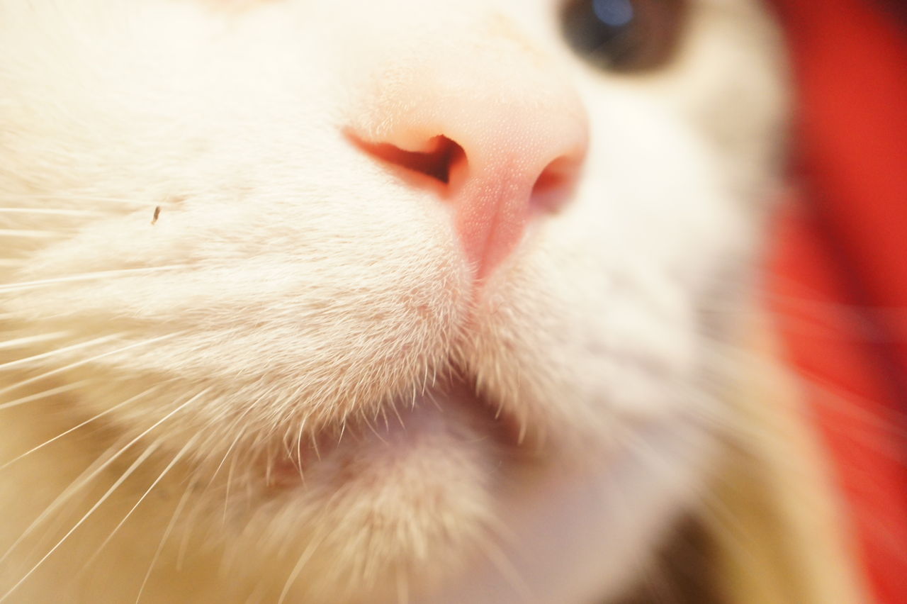 速報 うちの猫がジト目すぎる ツンギレ猫の日常 Number40 旧