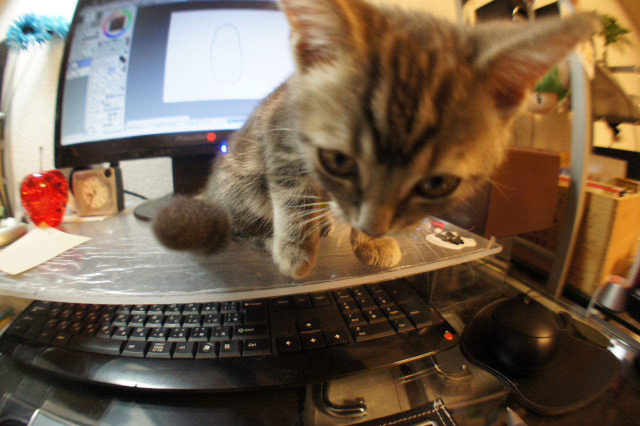 猫がキーボードを踏むからこうしてみた : ツンギレ猫の日常-Number40（旧）