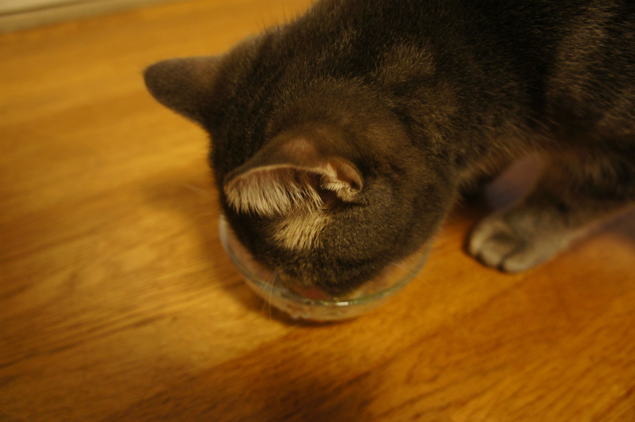 お刺し身大好きなうちの猫 : ツンギレ猫の日常-Number40（旧）