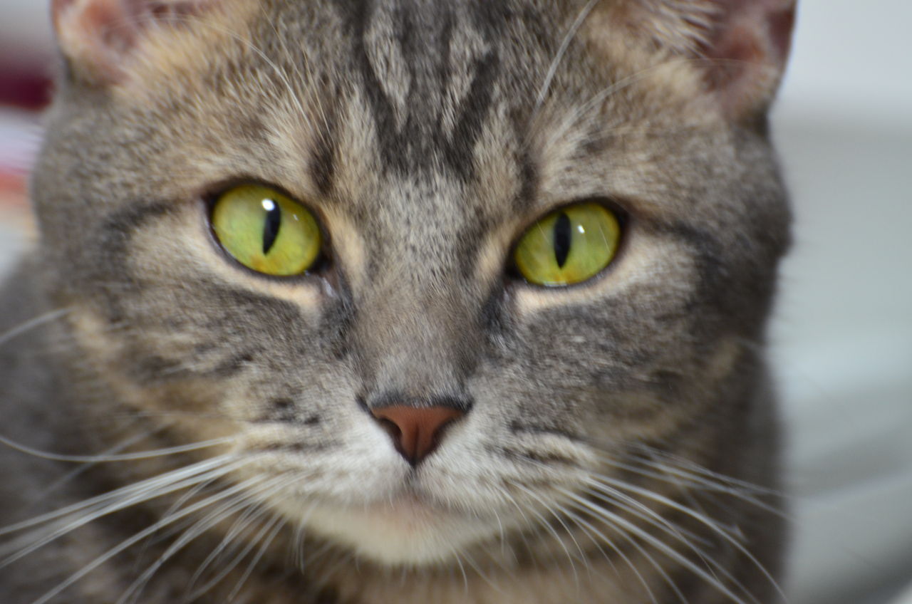 おめめが金色の猫兄弟 ツンギレ猫の日常 Number40 旧 おめめが金色の猫兄弟 ツンギレ猫の日常 Number40 旧