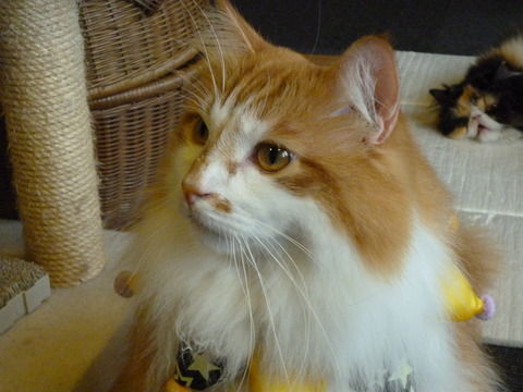 動画 うちの猫の好物は鯛の刺身 ツンギレ猫の日常 Number40 旧 動画 うちの猫の好物は鯛の刺身 ツンギレ猫の日常 Number40 旧