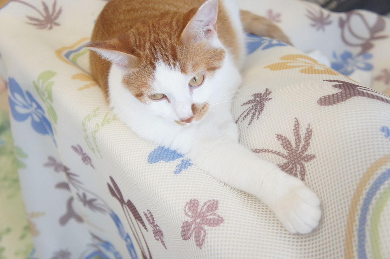 うちの猫には顎周りに茶色の模様がある ツンギレ猫の日常 Number40 旧