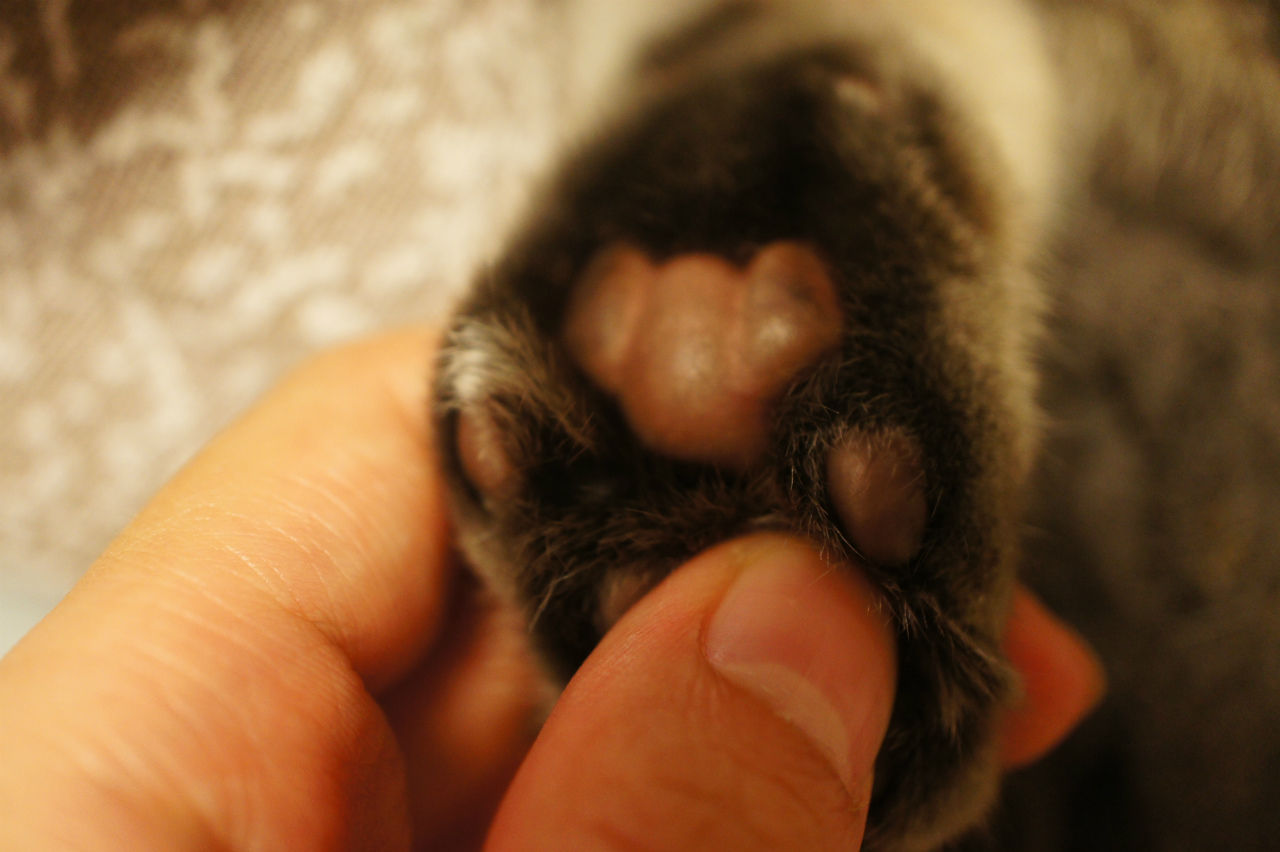 猫の肉球に顔をかいたらクマさんになった ツンギレ猫の日常 Number40 旧