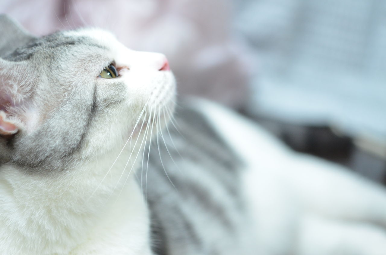 刺身のにおいを嗅いでイカ耳になる猫 ツンギレ猫の日常 Number40 旧 刺身のにおいを嗅いでイカ耳になる猫 ツンギレ猫の日常 Number40 旧