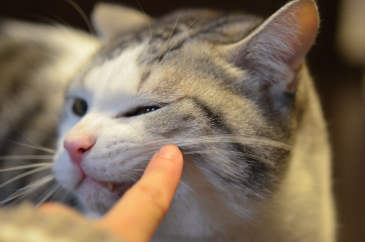 猫のほっぺたを全力でプニプニする ツンギレ猫の日常 Number40 旧