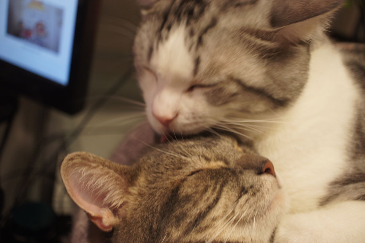 うちの猫どもの兄弟愛がすさまじい ツンギレ猫の日常 Number40 旧 うちの猫どもの兄弟愛がすさまじい ツンギレ猫の日常 Number40 旧